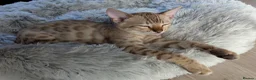 Bengal cats for sale: 1 female snow bengal kitten - Advert 3