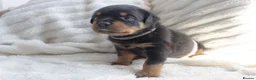 Rottweiler dogs for sale: Full KC Pedigree Rottweilers - Advert 4