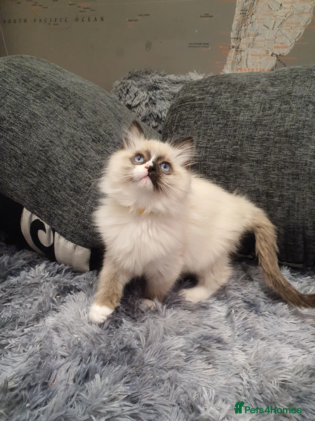 Ragdoll cats for sale: 💖Beautiful GCCF Registered Ragdoll Kittens💖 - Advert 16