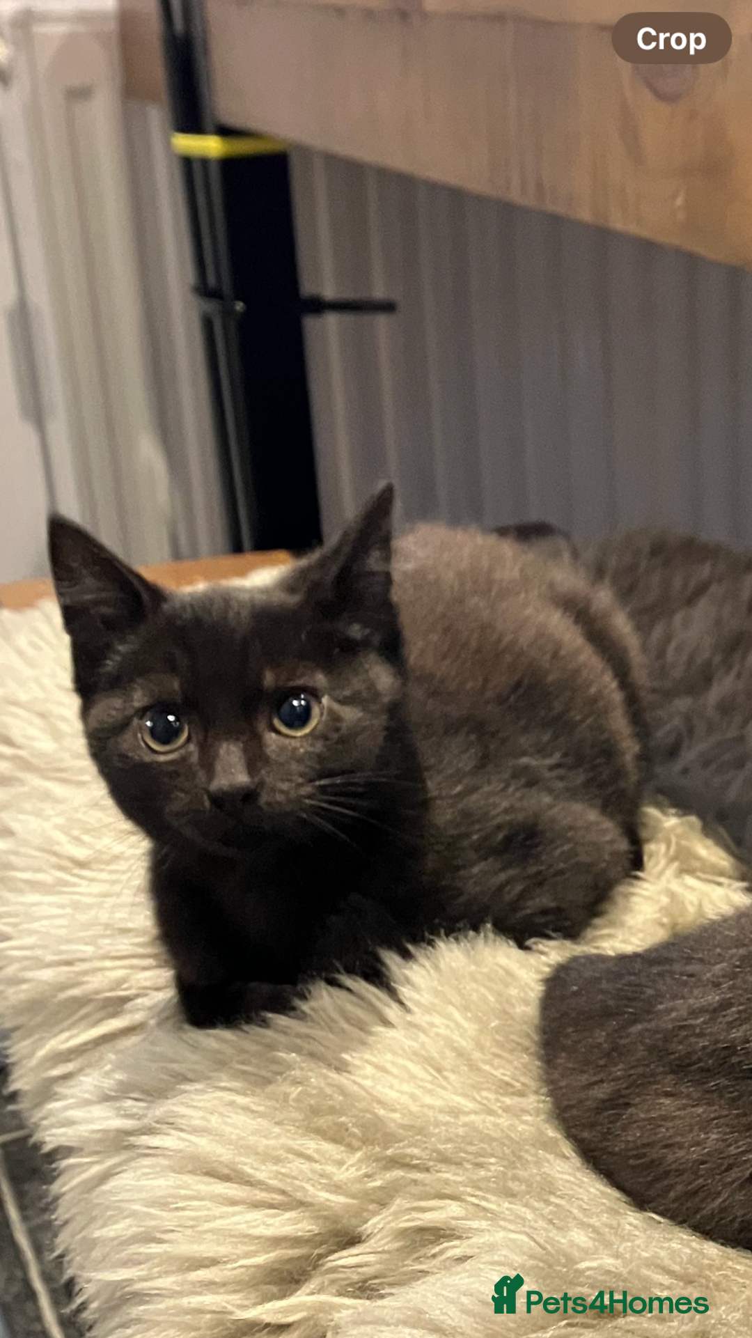 Mixed Breed cats for sale: The cutest little kittens for sale  - Advert 2