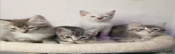 Ragdoll cats for sale: Gorgeous Ragdoll kittens - Advert 4