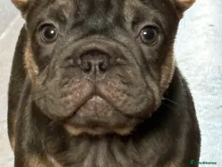 French Bulldog dogs mrs karen - Advert 2