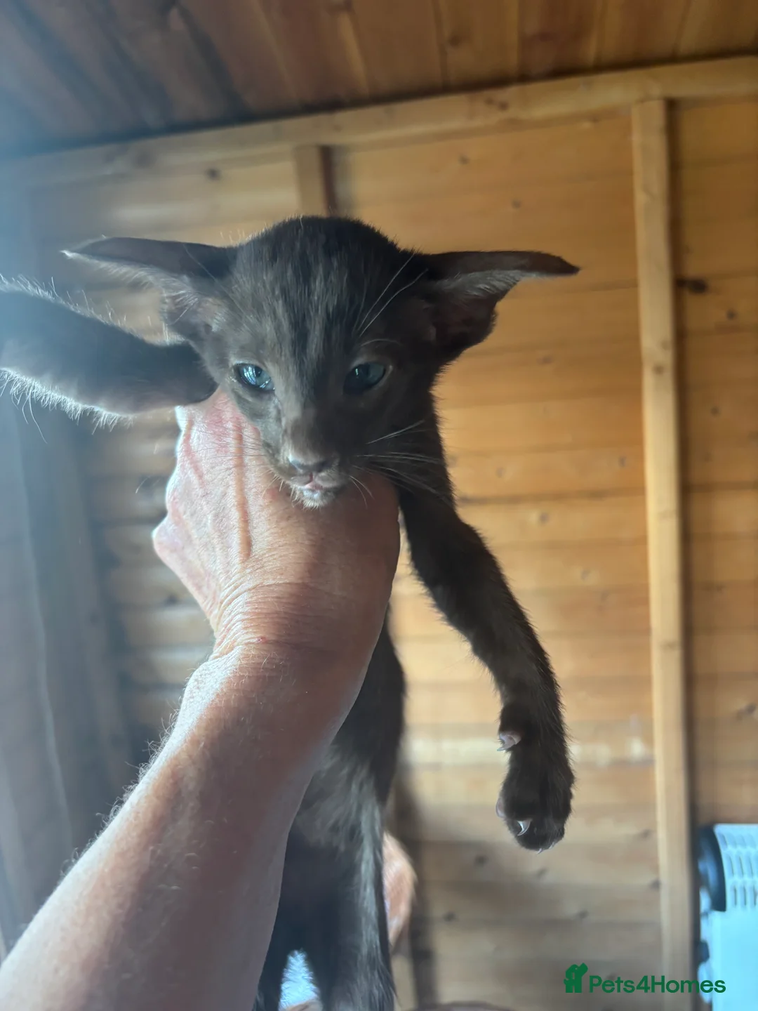 Oriental cats for sale: Oriental and Siamese - Advert 2