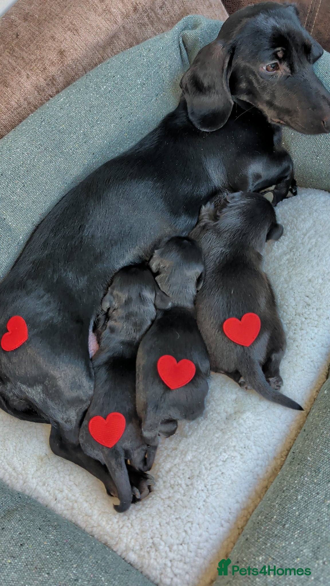 Miniature Dachshund dogs Solid black longhaired mini dachshunds  - Advert 12