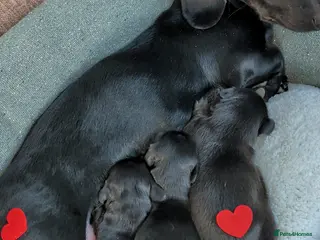 Miniature Dachshund dogs Solid black longhaired mini dachshunds - Advert 6