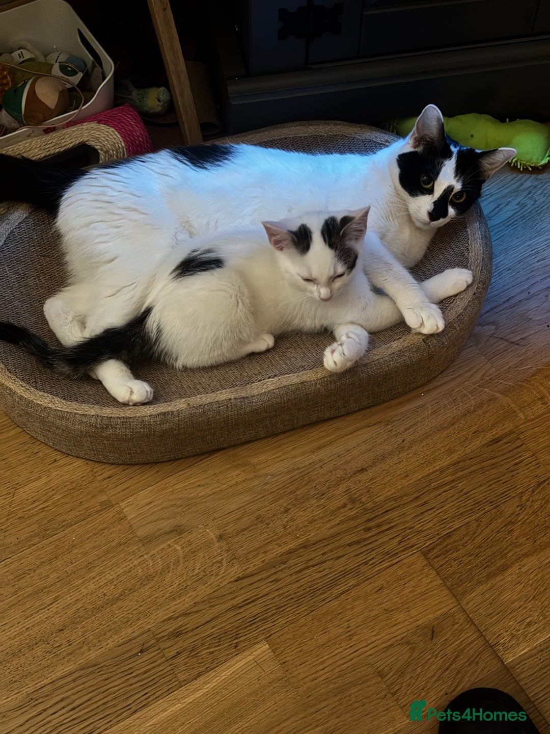 British Shorthair cats for sale: Kittens - Advert 6