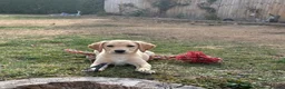 Labrador Retriever dogs for sale: Yellow lab puppy  - Advert 5
