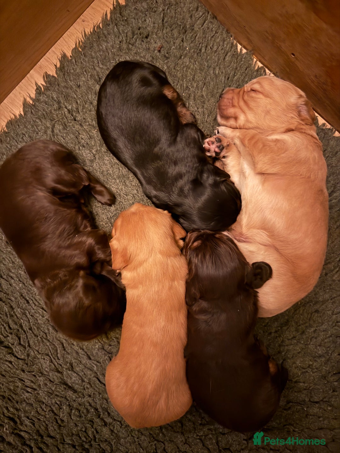Cocker Spaniel dogs for sale: Quality KC registered FTC Working Cocker Spaniels - Image 5