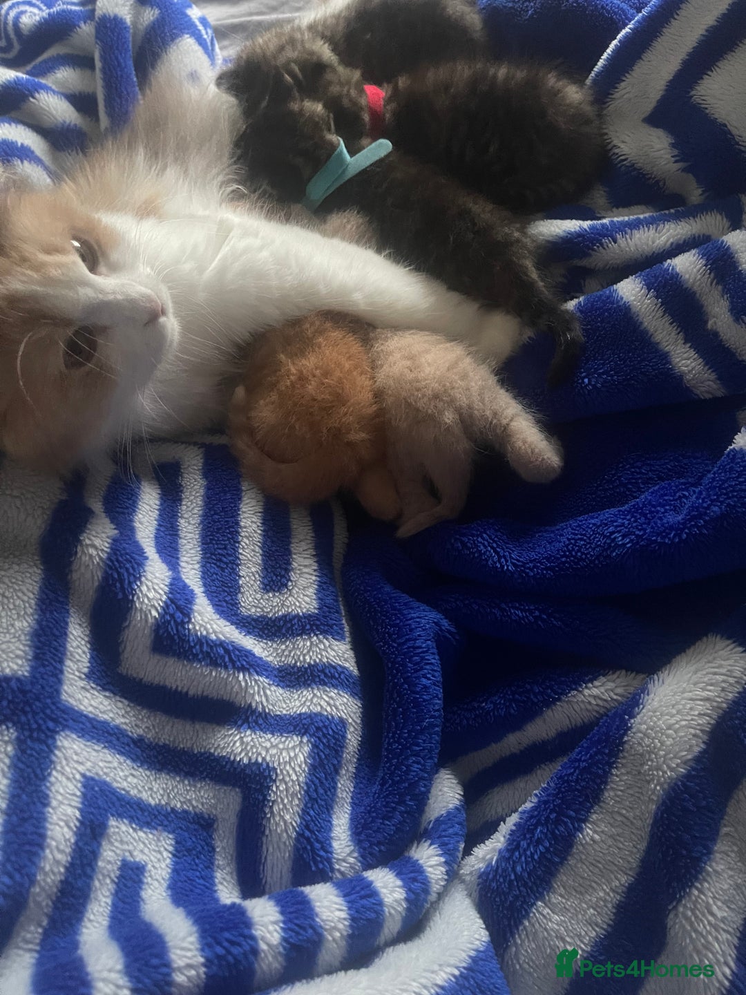 Mixed Breed cats for sale: 5 beautiful kitties  - Advert 1