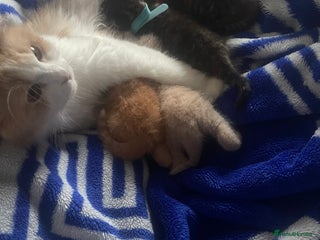 Mixed Breed cats 5 beautiful kitties - Advert 1