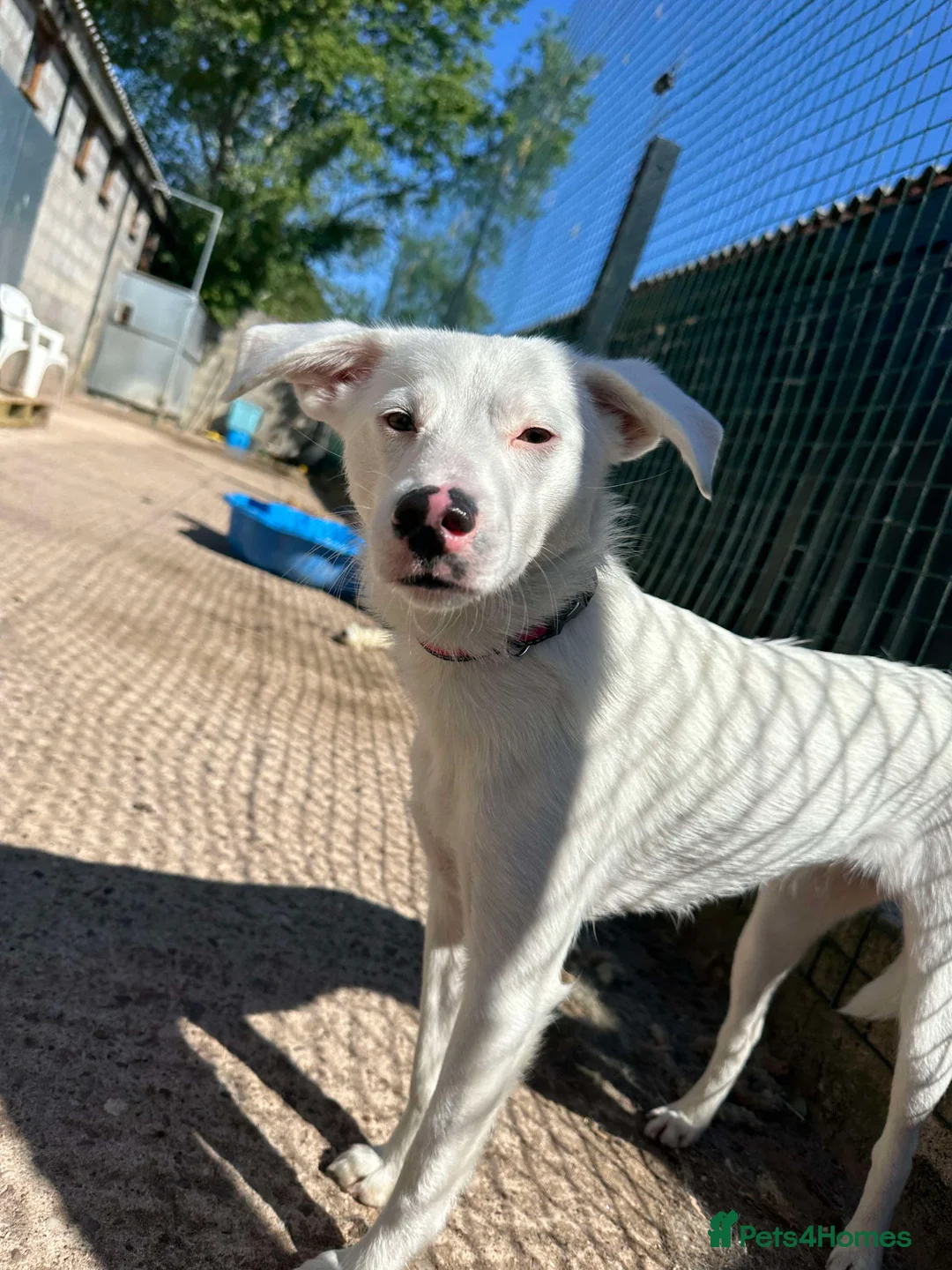 Mixed Breed dogs for adoption: Meet Clove, currently residing in Cheshire  - Advert 3