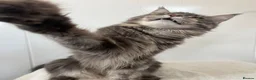 Maine Coon cats for sale: Ex queen female girl XXL Russian lines Maine Coon in Poole - Advert 8