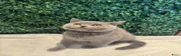 British Shorthair cats for sale: 💐British Shorthair Kittens (Blue)💐 - Advert 7