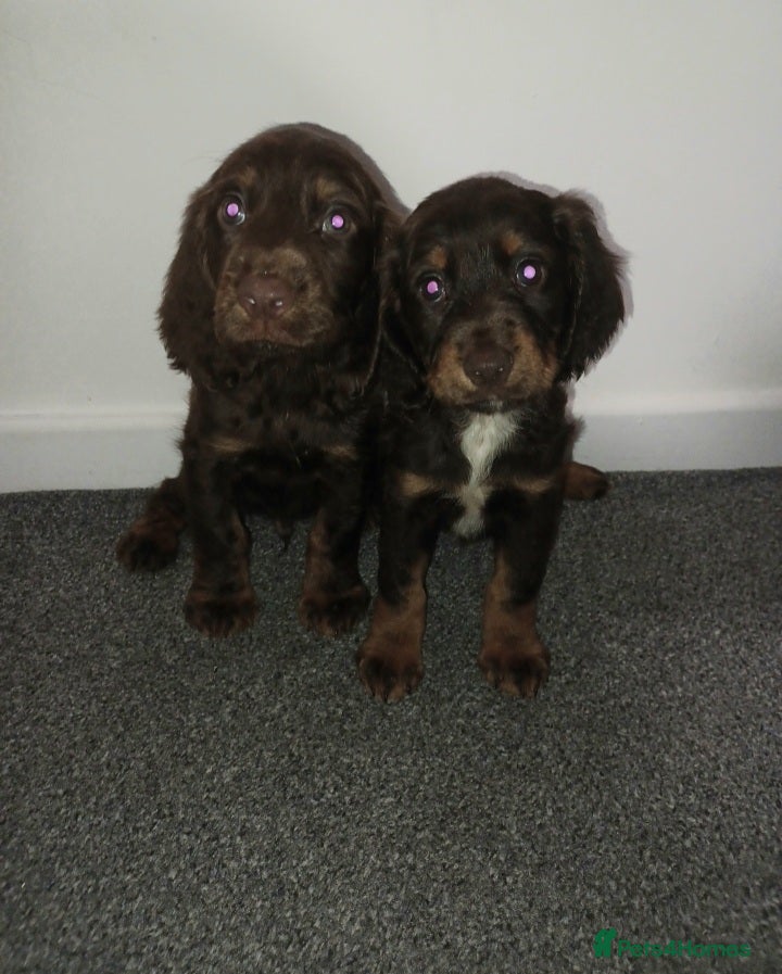 Sprocker dogs 2 springer x cocker spaniels pups  - Advert 1