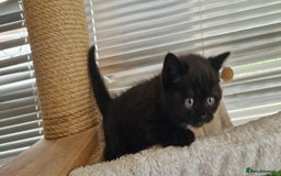 British Shorthair cats for sale: 4 British Shorthair  - Image 9