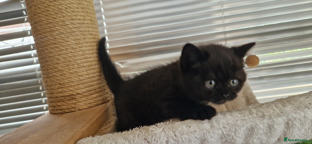 British Shorthair cats for sale: 4 British Shorthair  - Image 9