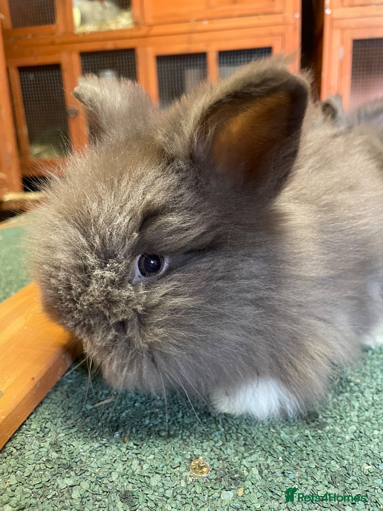 Lionhead rabbits for sale: Beautiful Baby Lionhead Bunnies  - Advert 2