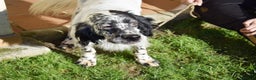 English Setter dogs for adoption: Koi   - Advert 5