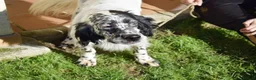 English Setter dogs for adoption: Koi   - Advert 5