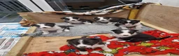 Border Collie dogs for sale: Border collie puppies for sale  in Carlisle - Advert 10