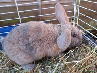 Mini Lop rabbits Mini plush lops - Advert 2