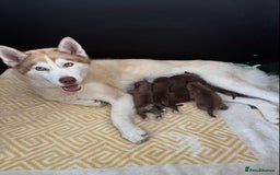 Siberian Husky dogs for sale: Pedigree Siberian Husky Puppies - Image 1