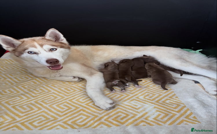 Siberian Husky dogs - Advert 3