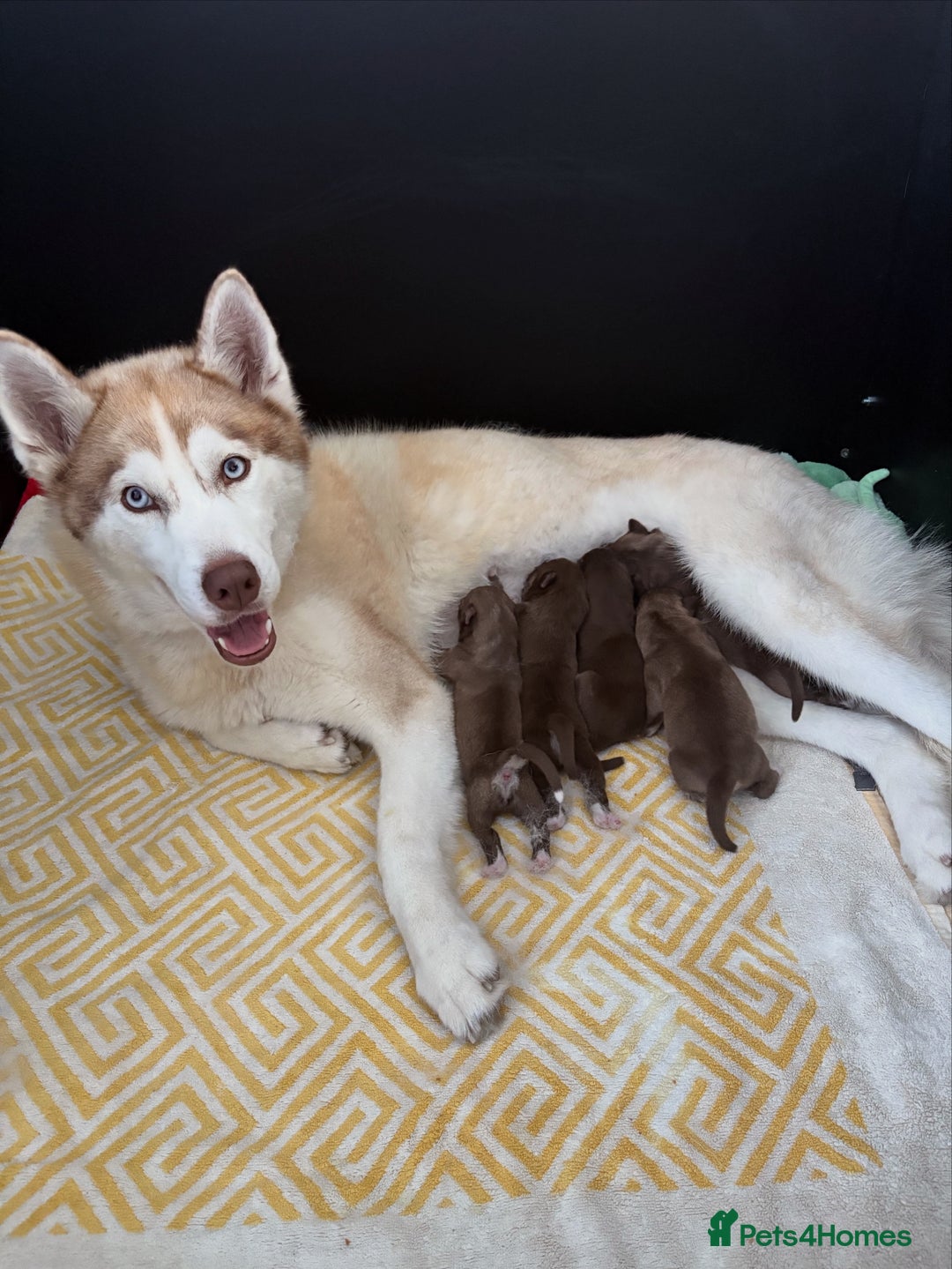 Siberian Husky dogs for sale: Pedigree Siberian Husky Puppies - Image 1