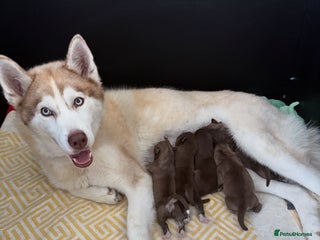 Siberian Husky dogs - Advert 2
