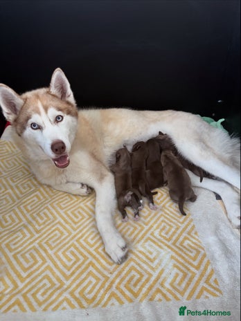 Siberian Husky dogs - Advert 1