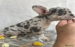French Bulldog dogs for sale: *REDUCED* Fluffy Carrier French Bulldog - Image 3