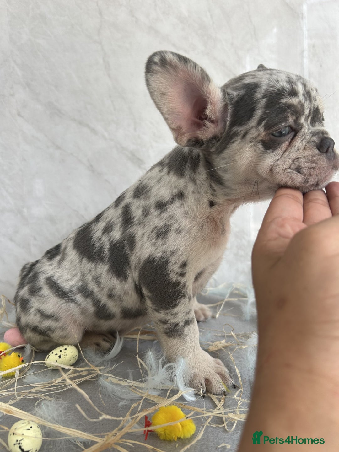 French Bulldog dogs for sale: *REDUCED* Fluffy Carrier French Bulldog - Image 3
