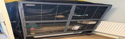 Rat rodents for sale: 3 female rats  in Crewe - Advert 1