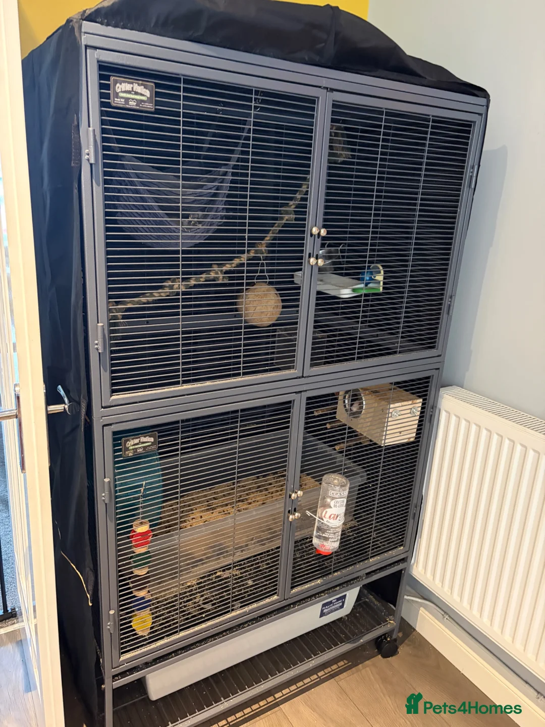 Rat rodents for sale: 3 female rats  in Crewe - Advert 1
