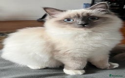 Ragdoll cats for sale: Kittens for sale  - Image 8