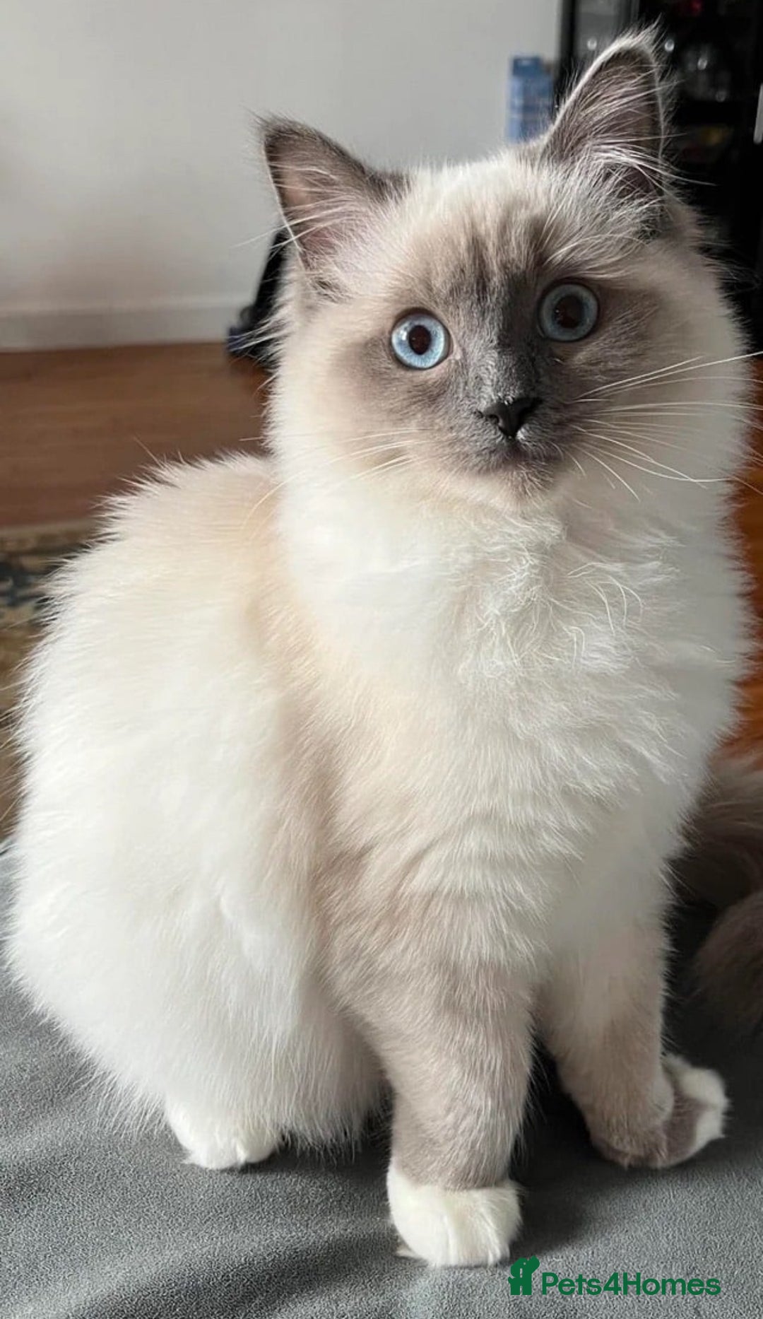 Ragdoll cats for sale: Kittens for sale  - Image 8