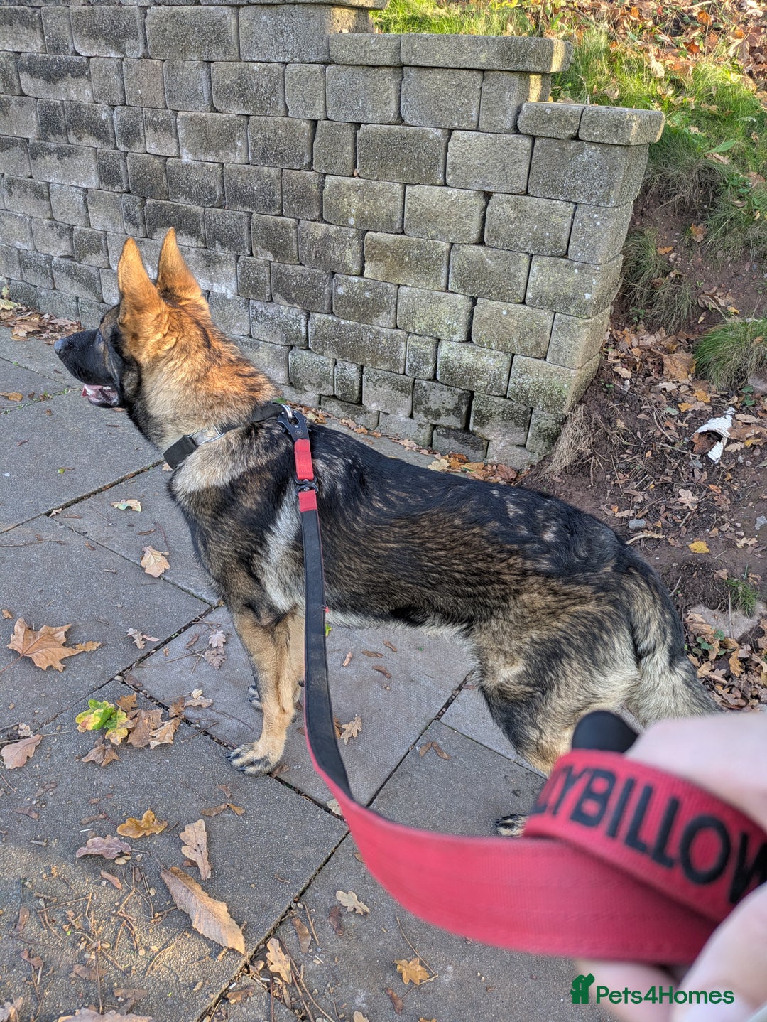 German Shepherd dogs for sale: 10 month old GSD Male and Female puppy available - Advert 5