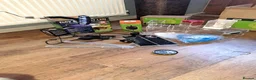 Tarantulas invertebrates for sale: Collection of tarantulas & equipment for new home  - Advert 10