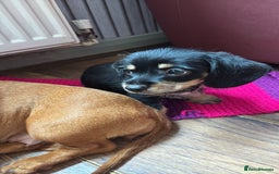 Mixed Breed dogs for sale: Beautiful little boy - Image 3