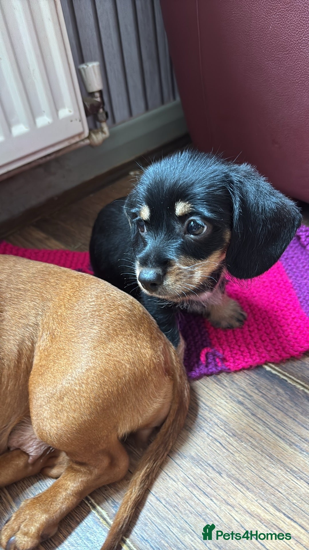 Mixed Breed dogs for sale: Beautiful little boy - Image 3