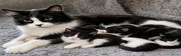 Mixed Breed cats for sale: Last male kitten mainecoon X mixedbreed - Advert 1