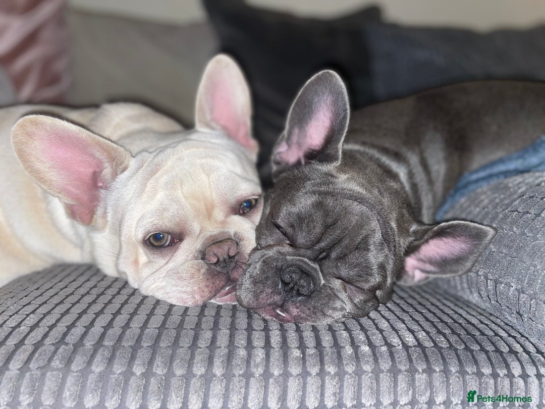French Bulldog dogs for sale: French bulldog puppies - Advert 7