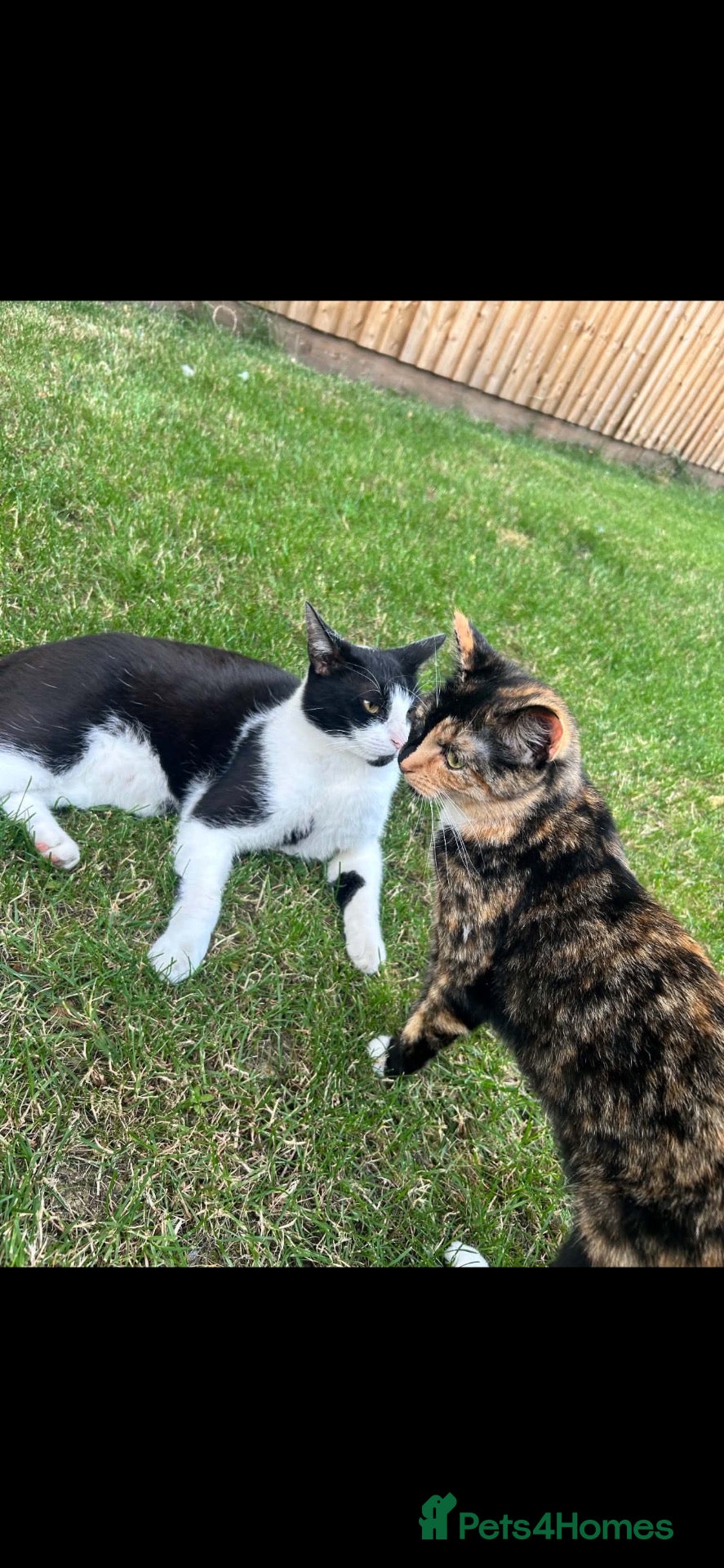 Mixed Breed cats for sale: Female kittens  - Advert 17