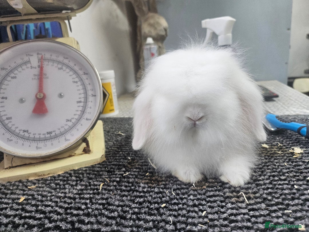 Mini Lion Lop rabbits for sale: Male and female double maned rew lionlops - Image 4