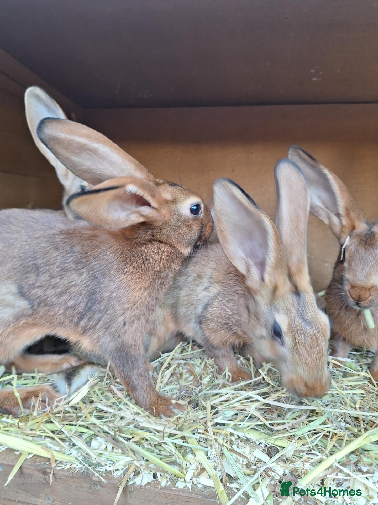 Belgian Hares rabbits Pure bred baby belgian hares looking for new homes - Advert 2