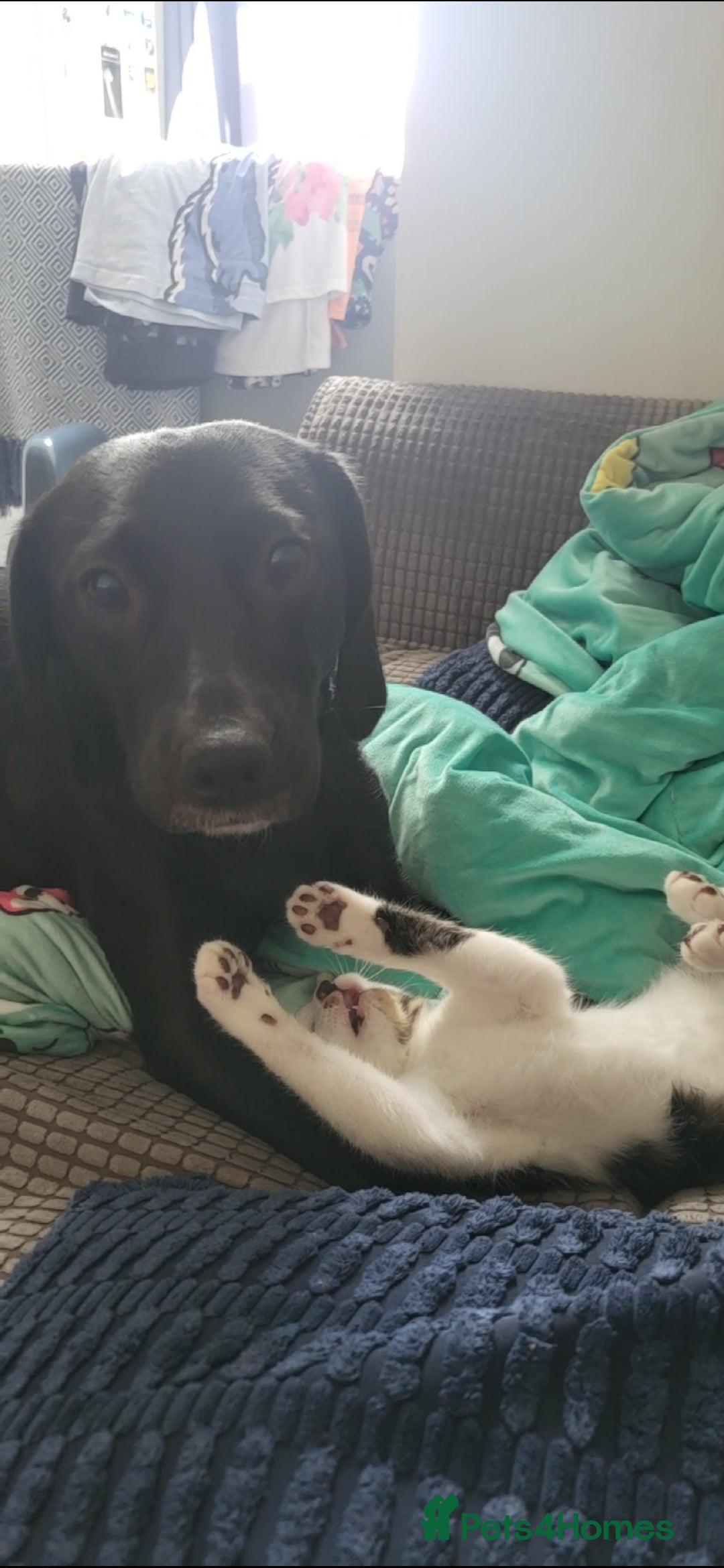 Mixed Breed dogs for sale: Very friendly Beagador called poppy - Advert 10