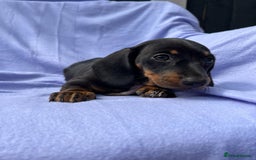 Dachshund dogs for sale: Daschund girl - Image 4