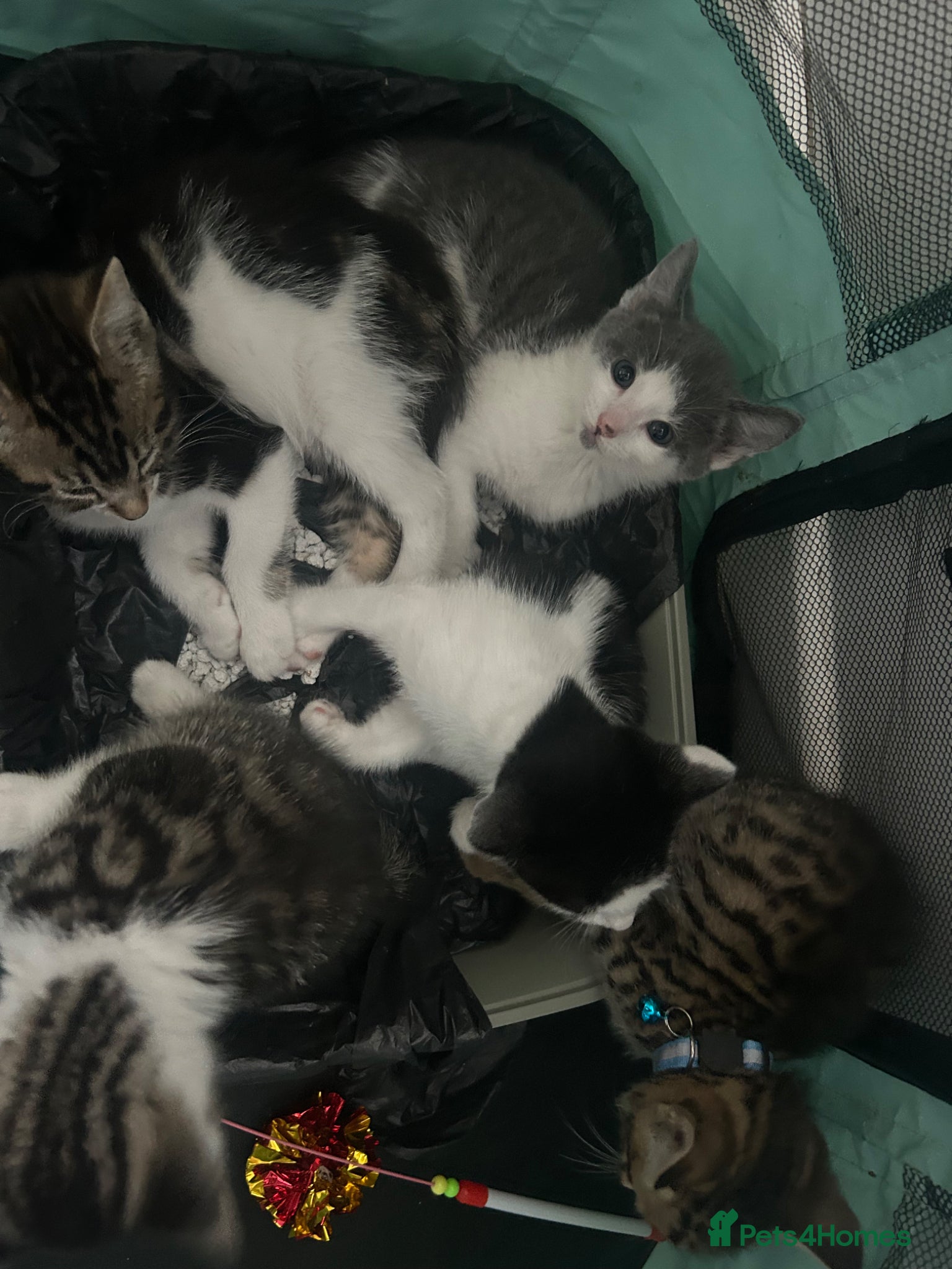 Mixed Breed cats Variety of 5 beautiful kittens 🐱  - Advert 1