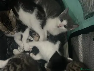 Mixed Breed cats Variety of 5 beautiful kittens 🐱 - Advert 1