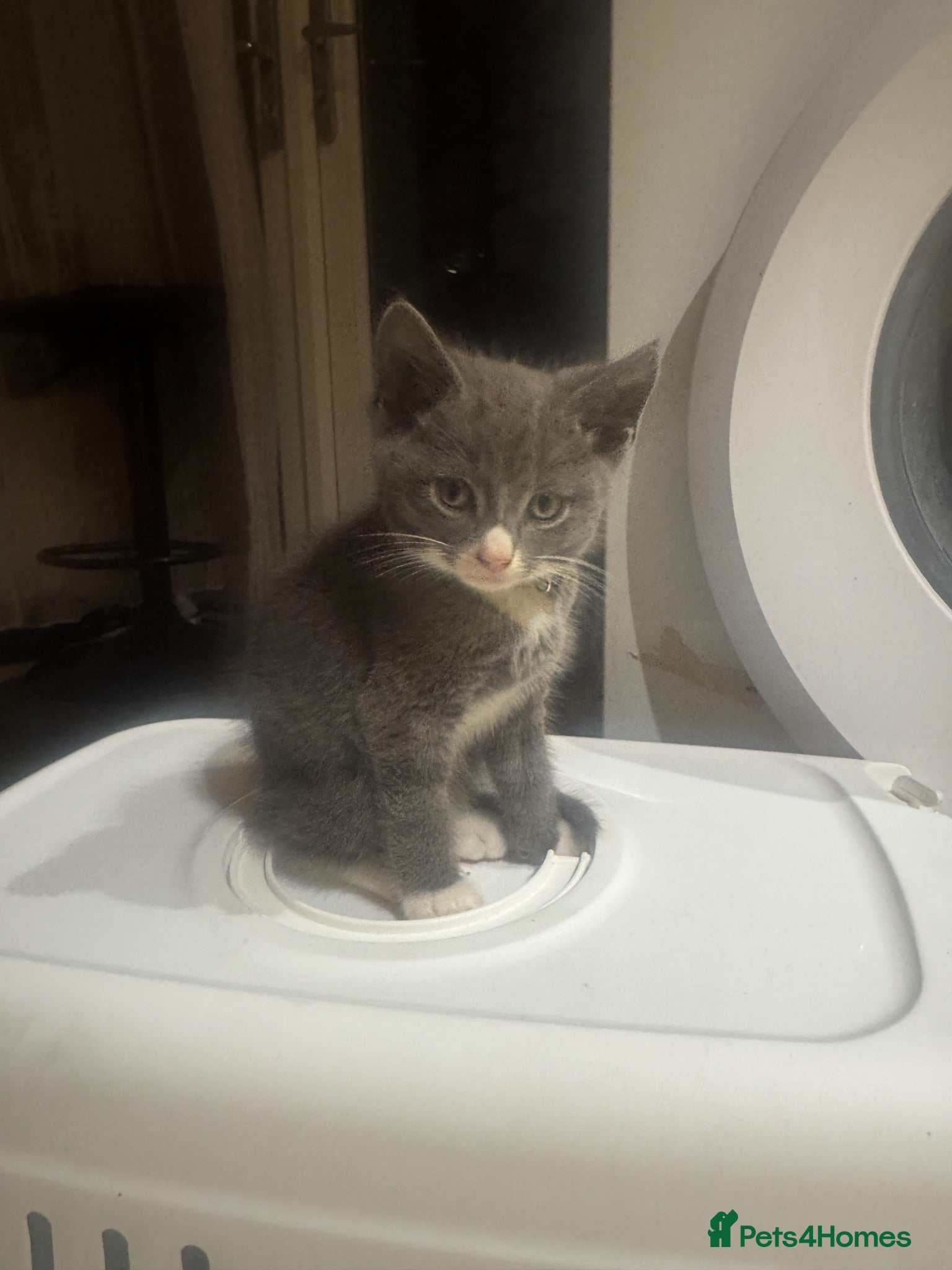 Mixed Breed cats Last Boy available  - Advert 13